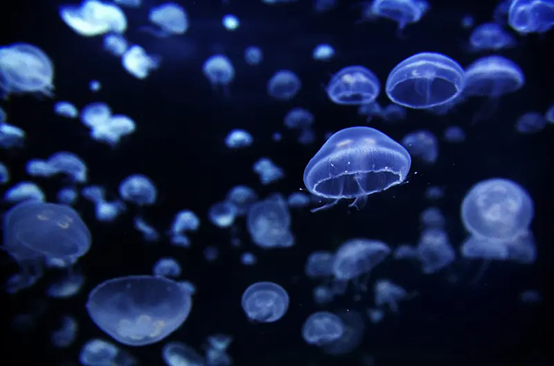 Aquashow Audierne - Méduses